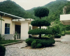 교목 이미지