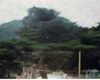교목 이미지