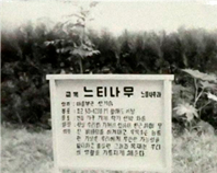 교목 이미지