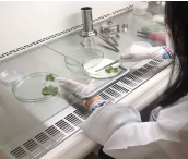 조직배양중인 이미지