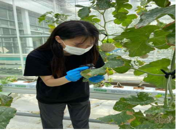 채소 병해충 조사중인 이미지